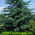 Cedrus deodora ,Eisregan