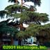 Cedrus libani ,Green Prince
