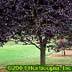 Prunus cerasifera ,Thundercloud avail 6/15/02