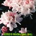 Rhododendron yakusimanum ,Yaku Princess