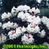 Rhododendron yakusimanum ,Anna H Hall