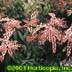 Pieris japonica ,Valley Rose