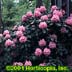 Rhododendron ,Scintillation