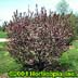 Prunus cistena , 