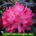 Rhododendron ,Roseum Elegans