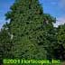 Chamaecyparis nootkatensis ,Glauca