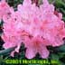 Rhododendron ,English Roseum