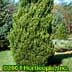 Juniperus chinensis  ,Spartan Spiral
