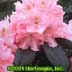 Rhododendron ,Janet Blair