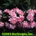 Prunus glandulosa ,Rosea