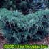 Juniperus virginiana ,Grey Owl