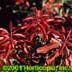Pieris japonica ,Mountain Fire