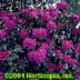 Rhododendron ,Lee's Dark Purple