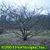 Crataegus crus-galli ,Inermis