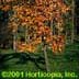 Sorbus alnifolia 