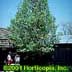 Pyrus calleryana ,Chanticleer