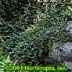 Cotoneaster salicifolius ,Repens
