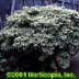 Pieris japonica ,Variegata