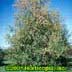 Betula platyphylla ,Whitespire- Multi-stem