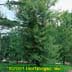 Betula nigra ,Heritage- Multi-stem