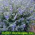 Caryopteris x clandonensis ,Longwood Blue 
