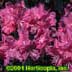 Rhododendron ,PJM