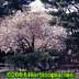 Prunus x ,Hally Jolivette