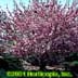 Prunus serrulata ,Kwanzan