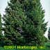 Pseudotsuga menziesii 