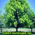 Quercus palustris 