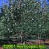 Betula nigra (multi-stem) ,Dura-Heat 