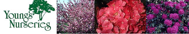 Youngs Nurseries